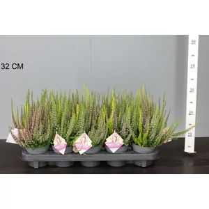 Csarab   CALLUNA VULGARIS BEAUTY LADIES HIGH FIVE 30/35 CS11