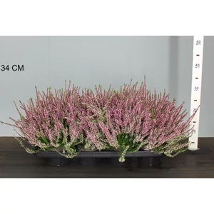 Csarab     CALLUNA VULGARIS BEAUTY LADIES PINK 15/20 CS12