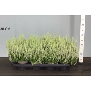 Csarab     CALLUNA VULGARIS BEAUTY LADIES WHITE 15/20 CS12