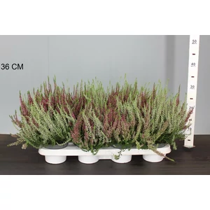 Csarab     CALLUNA VULGARIS BEAUTY LADIES TWIN GIRLS 20/25 CS12