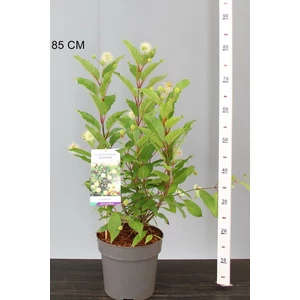 Gombvirágcserje CEPHALANTHUS OCCIDENTALIS 40/50 K5