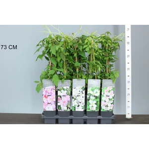 Hegyi iszalag  CLEMATIS MONTANA FAJTÁK 60/65 K2