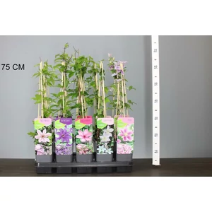 Iszalag   CLEMATIS FAJTÁK 60CM K2