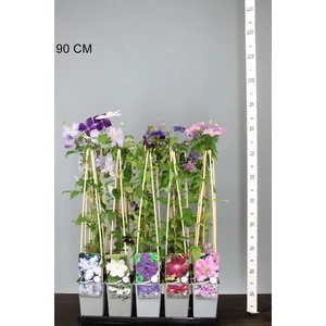 Kerti iszalag CLEMATIS FAJTÁK 50/60 K2