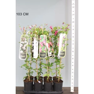 Iszalag    CLEMATIS TEXENSIS PRINCESS FAJTÁK 90CM K2