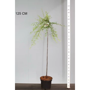 Kúszó madárbirs   COTONEASTER SUECICUS CORAL BEAUTY T80 K4