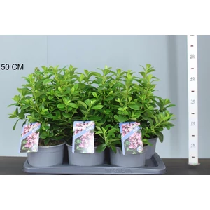 Piros kőtörőcserjeESCALLONIA LAEVIS PINK ELLE CS17