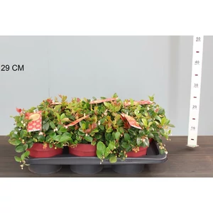 Fajdbogyó   GAULTHERIA PROCUMBENS BIG BERRY 25/+ CS17