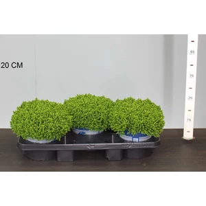 Veronika cserje HEBE GREEN GLOBE 25/30 CS17