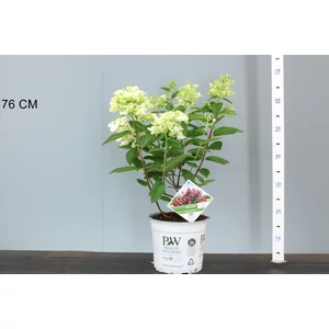 Bugás hortenzia HYDRANGEA PANICULATA FIRE LIGHT 40/50 K5