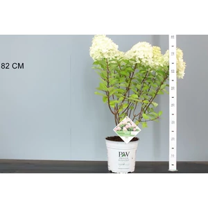 Bugás hortenzia   HYDRANGEA PANICULATA FIRELIGHT TINY BIT 40/50 K5