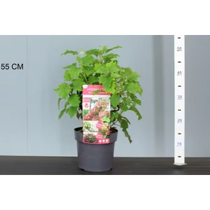 Tölgylevelű hortenzia  HYDRANGEA QUERCIFOLIA RUBY SLIPPERS 25/30 K3