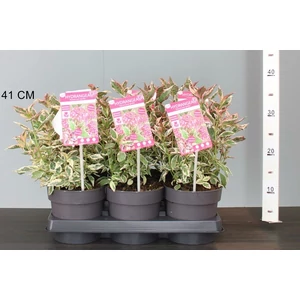 Fűrészeslevelű hortenzia HYDRANGEA SERRATA EUPHORIA PINK 25/35 CS15