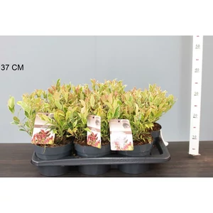 Fürtös hanga  LEUCOTHOE AXILLARIS FIRESTAR 20/30 CS17