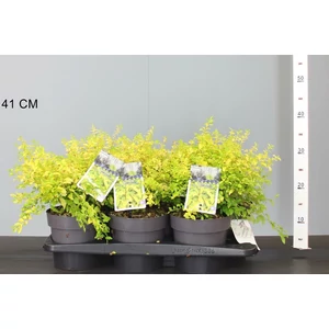Arany télizöld fagyal  LIGUSTRUM OVALIFOLIUM LEMON AND LIME 20/25 K2