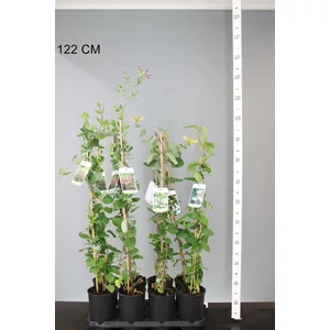 Kúszó lonc    LONICERA FAJTÁK 80CM K2