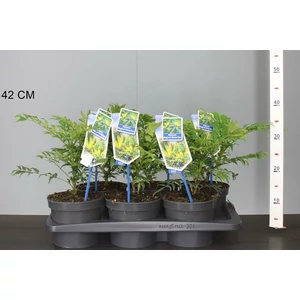 Mahónia   MAHONIA MAGICAL WINTERFERN 30/40 CS17