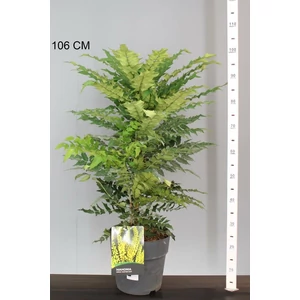 Mahónia   MAHONIA MEDIA WINTER SUN 60/70 K10