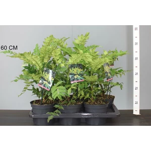 Mahónia   MAHONIA MEDIA CHARITY 30CM K2