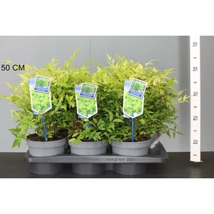 Japán szentfa   NANDINA DOMESTICA MAGICAL LEMON AND LIME 20/25 CS17