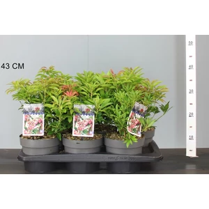 Japán babérhanga   PIERIS JAPONICA VALLEY VALENTINE 20/30 K2
