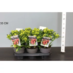 Japán dérbabér SKIMMIA JAPONICA CLEOPATRA 10/15 K1