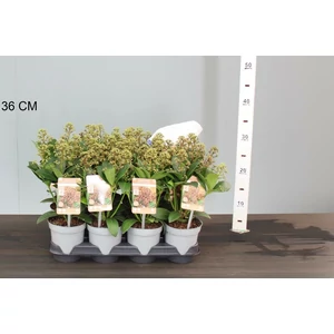 Japán dérbabér SKIMMIA JAPONICA DELIGHT 15/+ CS10,5
