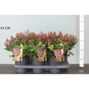 Japán dérbabér SKIMMIA JAPONICA SEDUCTION 20/30 CS15