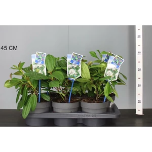 Törpe bangita   VIBURNUM DAVIDII 20/25 CS17