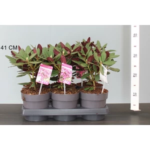 Havasszépe   RHODODENDRON WINE AND ROSES 15/20 CS15