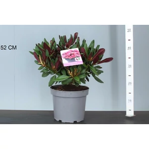 Rhododendron    RHODODENDRON WINE AND ROSES 30/35 K5