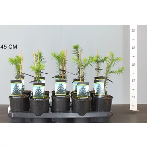 Chilei fenyő ARAUCARIA ARAUCANA 15/20 K1