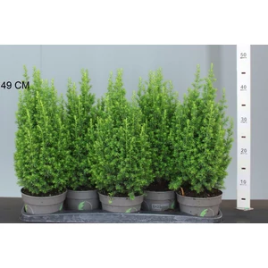 Mocsári álciprus   CHAMAECYPARIS THYOIDES TOP POINT 35/40 CS13