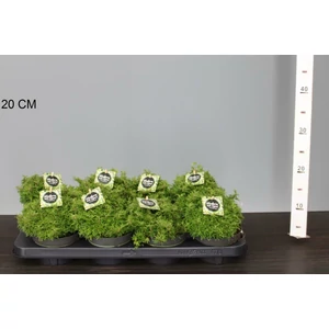 Közönséges borostyán   HEDERA HELIX DYINNI 5/10 CS13