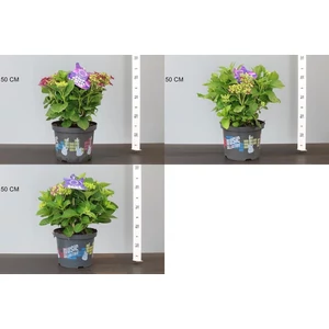 Kerti hortenzia   HYDRANGEA MACROPHYLLA MUSIC COLLECTION 30/40 K5