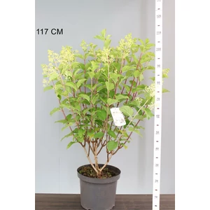 Bugás hortenzia   HYDRANGEA PANICULATA SILVER DOLLAR 80/100 K10