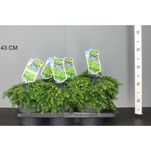 Kanadai hemlokfenyő TSUGA CANADENSIS JEDDELOH 20/25 CS17