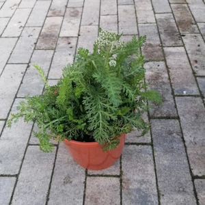 Közönséges cickafark ACHILLEA MILLEFOLIUM CS17