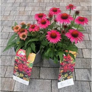 Bíbor kasvirág  ECHINACEA PURPUREA FAJTÁK CS19