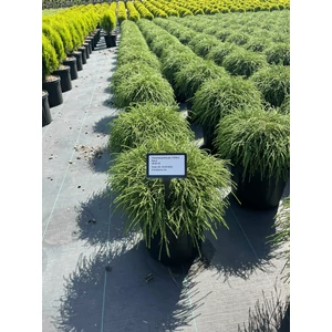 Szavára álciprus   CHAMAECYPARIS PISIFERA FILIFERA NANA 30/35 K8