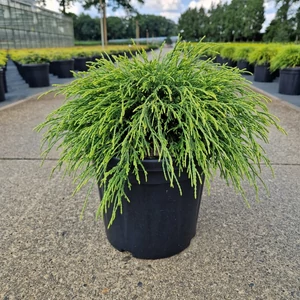 Aranyszínű szavára hamisciprus  CHAMAECYPARIS PISIFERA SUNGOLD 30/40 K8