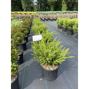 Törpe japán szugifenyő CRYPTOMERIA JAPONICA DINGER 20/35 K4,5