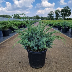 Kék kínai boróka JUNIPERUS CHINENSIS BLUE ALPS 30/40 K8
