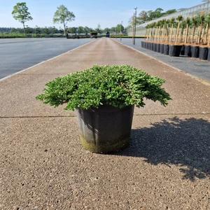 Közönséges boróka   JUNIPERUS COMMUNIS GREEN CARPET 30/40 K8