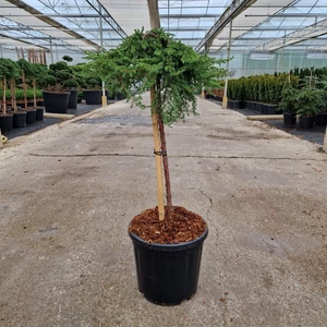 Közönséges boróka   JUNIPERUS COMMUNIS GREEN MANTLE T60 K15