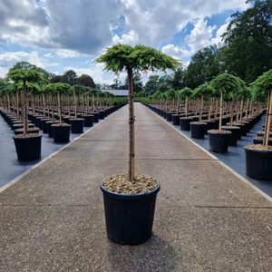 Közönséges boróka   JUNIPERUS COMMUNIS LEMON CARPET T60 K15