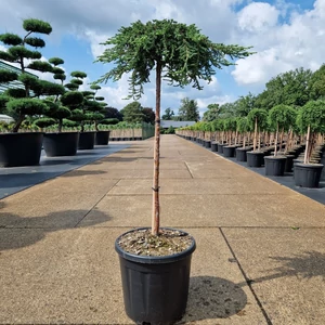 Közönséges boróka   JUNIPERUS COMMUNIS ZEAL T60 K15