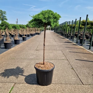 Japán törpeboróka   JUNIPERUS PROCUMBENS NANA T60 K15