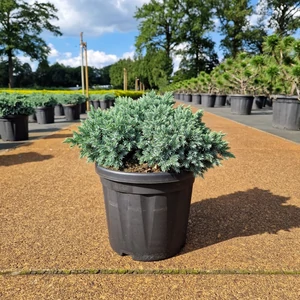 Himalájai törpeboróka   JUNIPERUS SQUAMATA BLUE STAR 25/30 K6