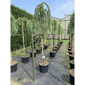 Japán vörösfenyő LARIX KAEMPFERI STIFF WEEPER T180 K35